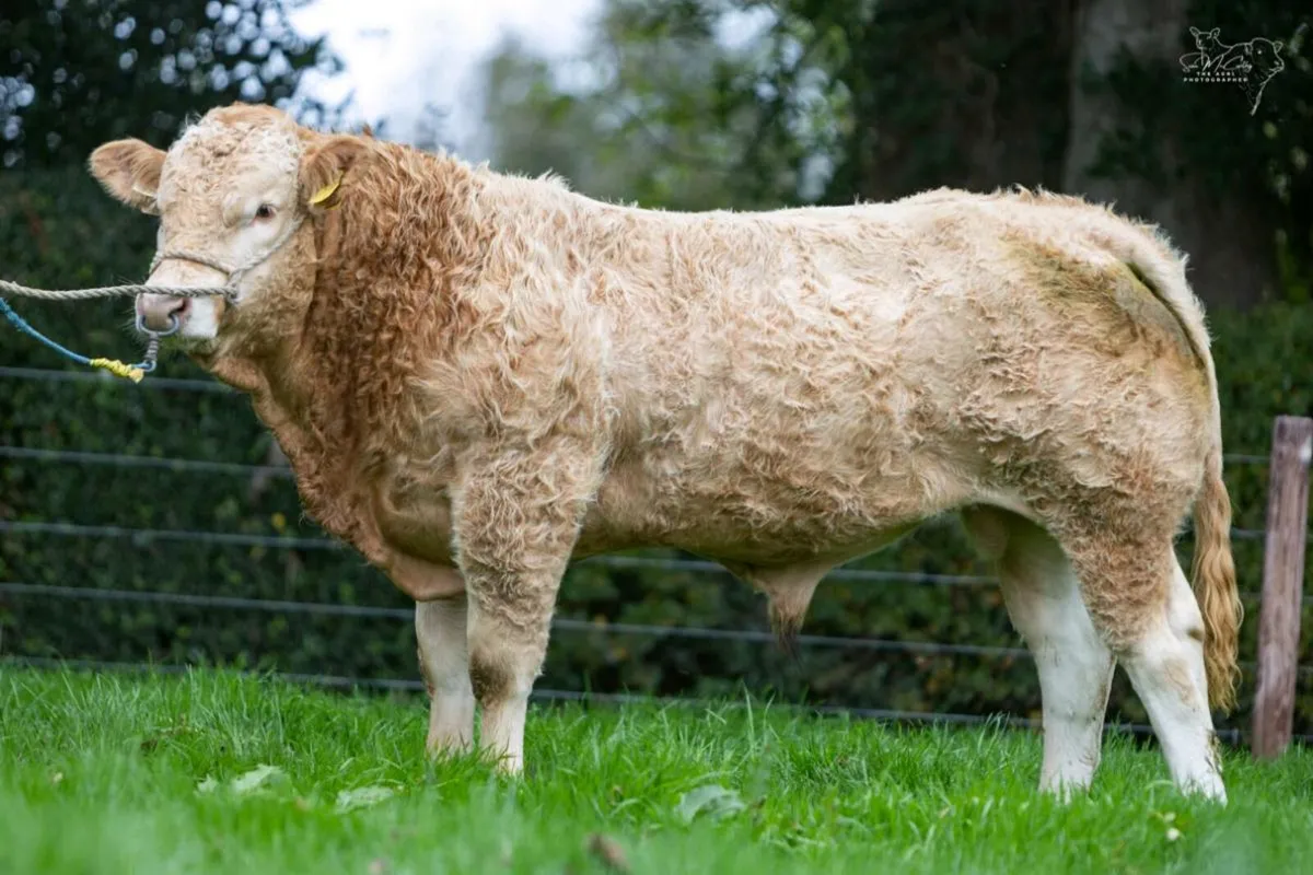 Blonde Bulls/Heifers - Image 1
