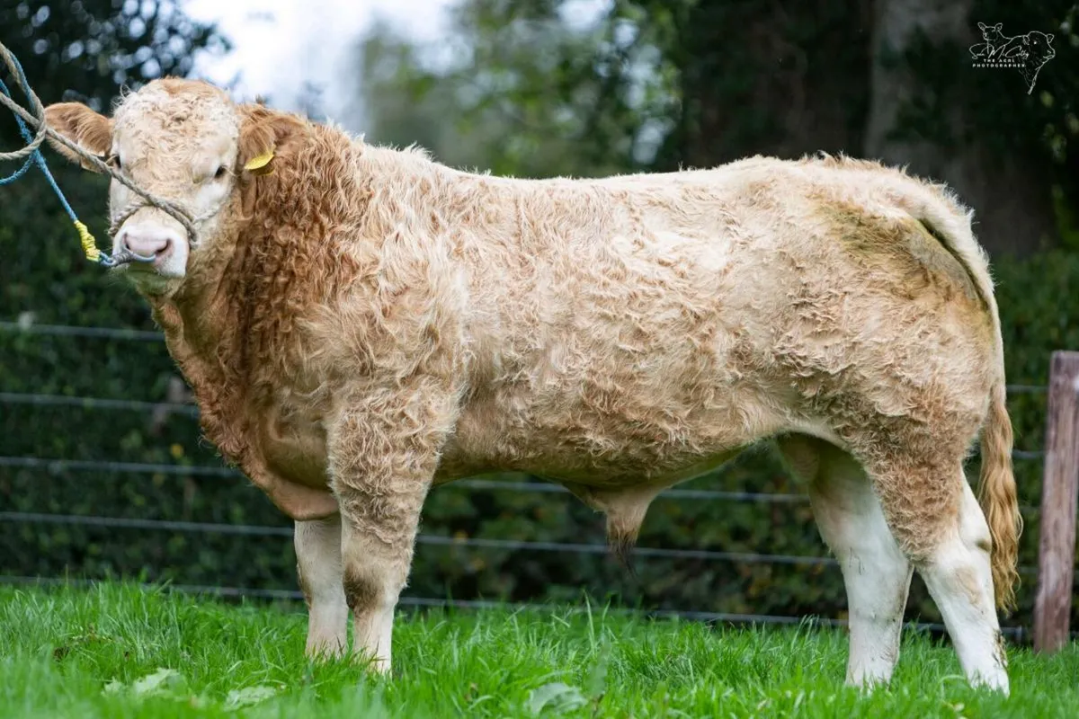 Blonde Bulls/Heifers - Image 4