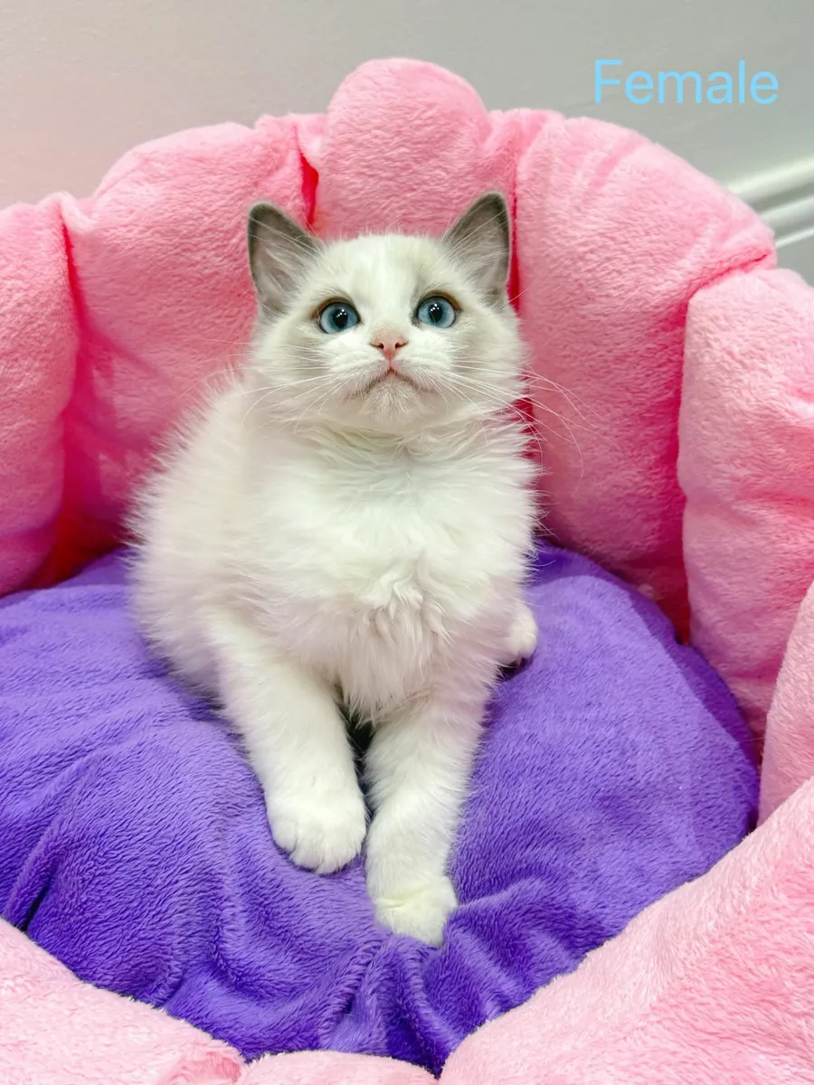 Purebred Ragdoll kittens TICA registered - Image 1