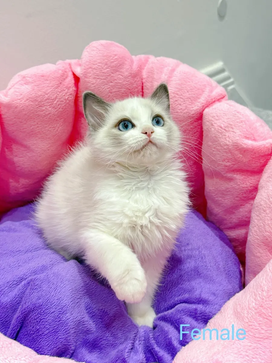 Purebred Ragdoll kittens TICA registered - Image 2