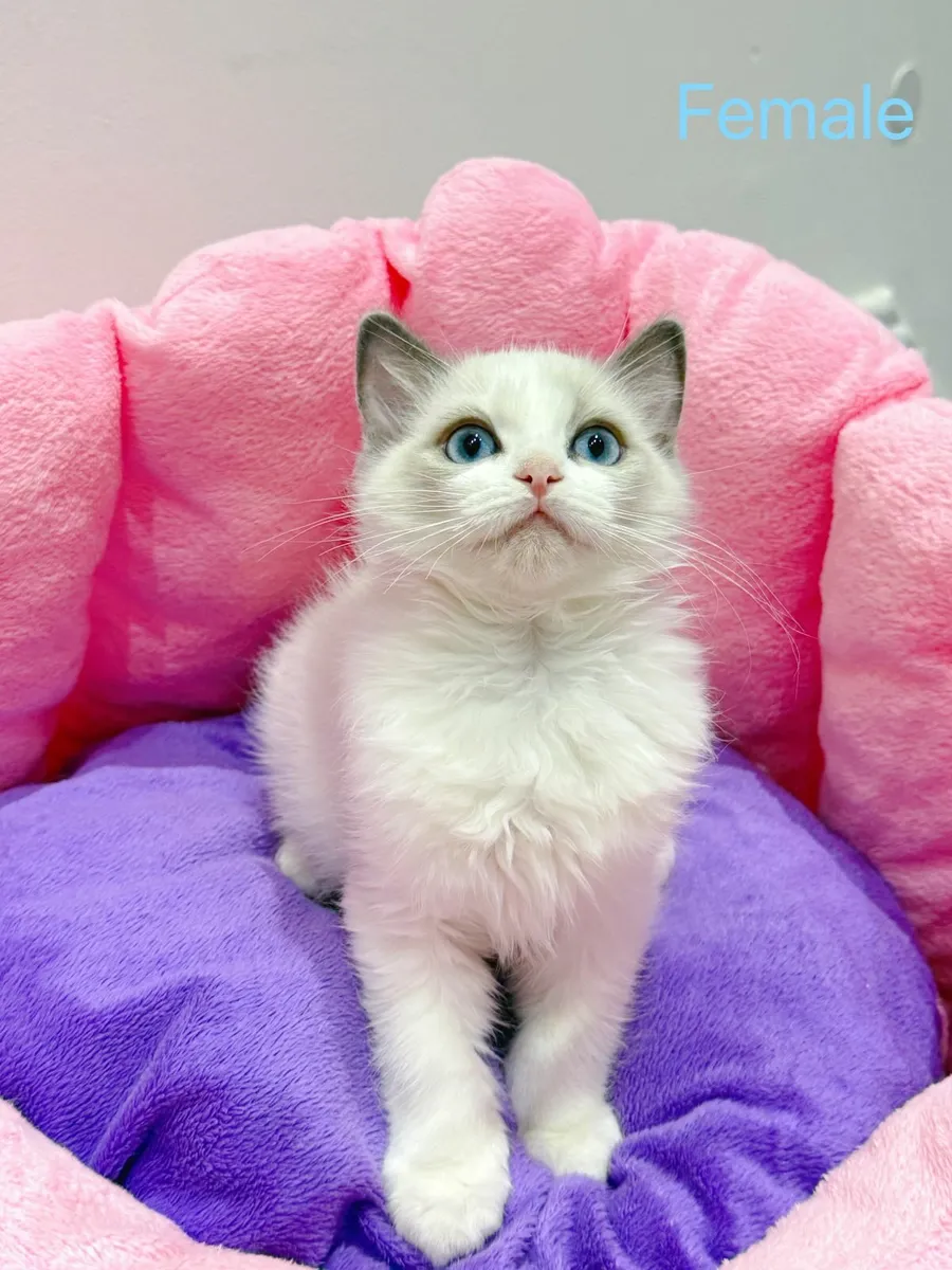 Purebred Ragdoll kittens TICA registered - Image 3