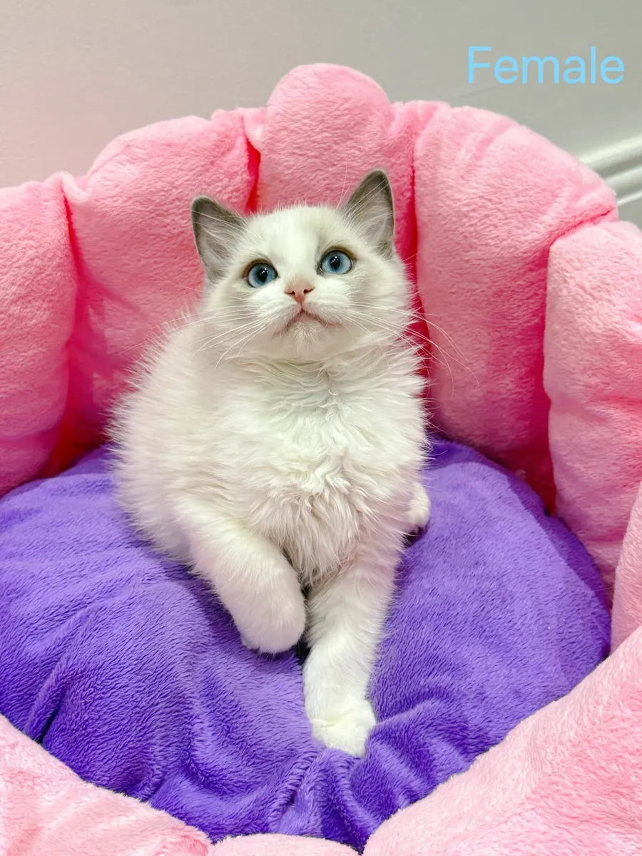 Purebred Ragdoll kittens TICA registered - Image 4