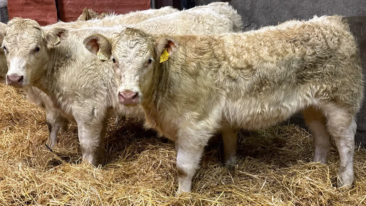 4 Super White Charolais Heifer Wealings - Image 4