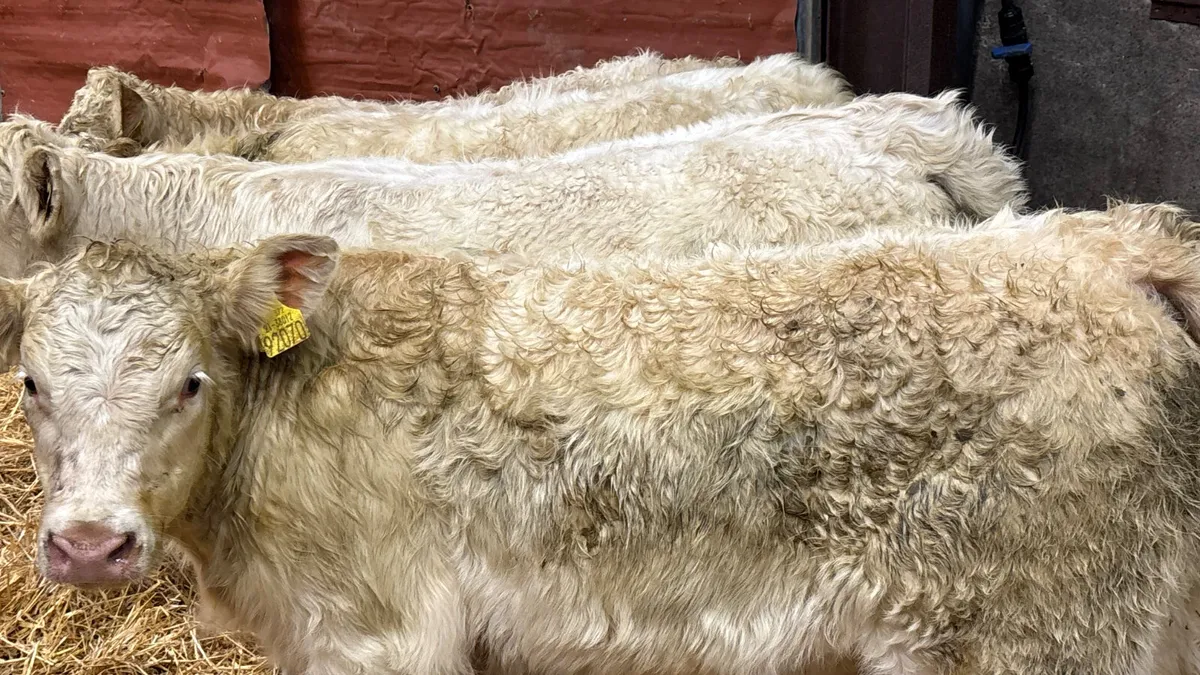 4 Super White Charolais Heifer Wealings - Image 2