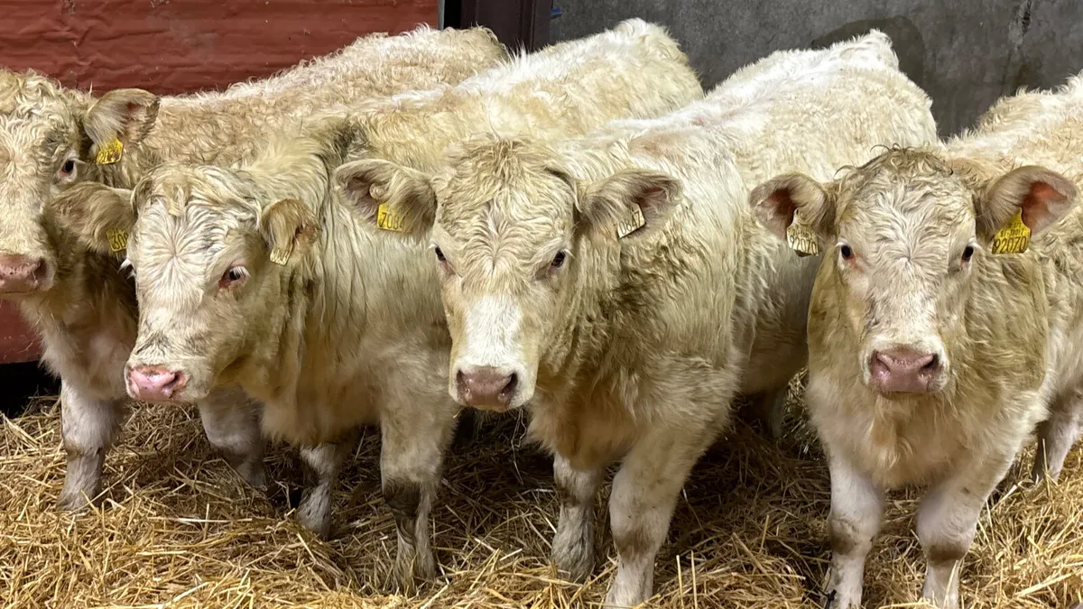 4 Super White Charolais Heifer Wealings - Image 3