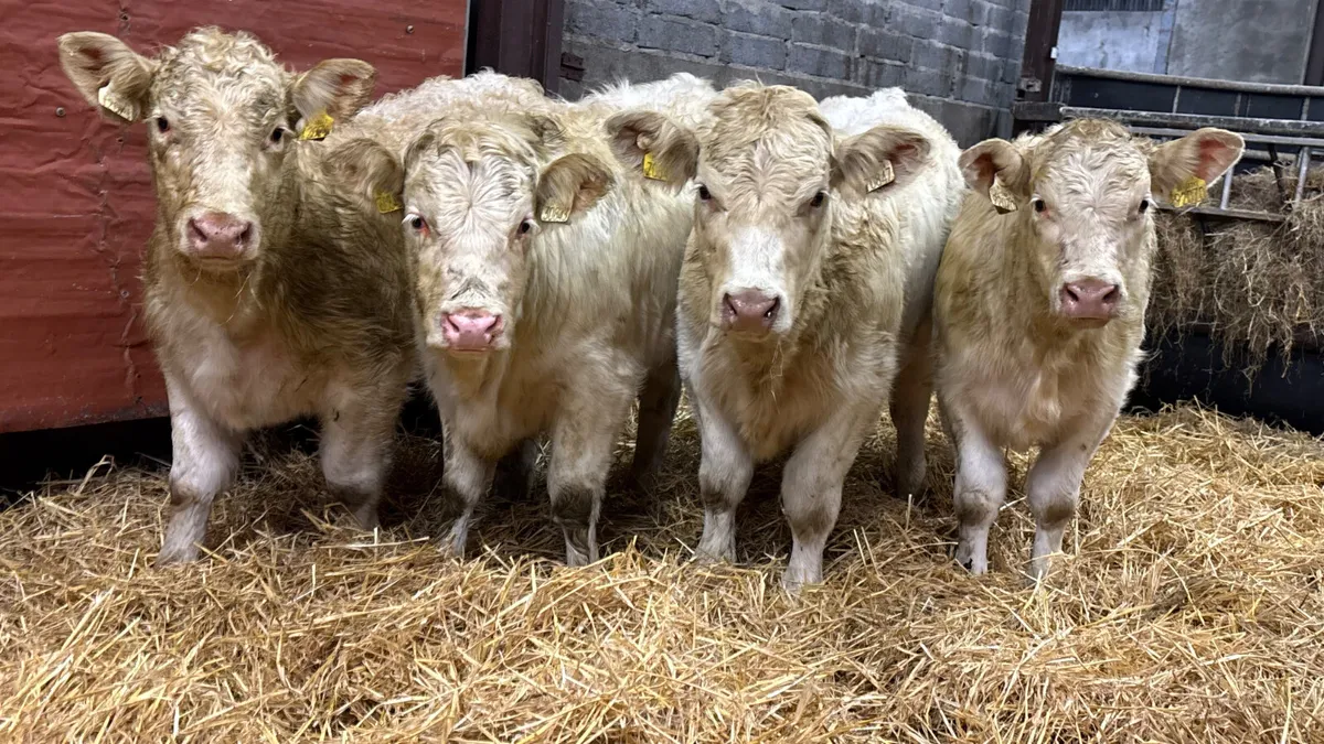 4 Super White Charolais Heifer Wealings - Image 1