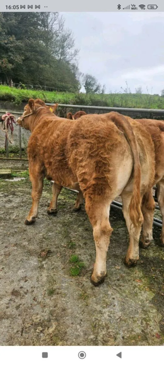 🔥Clare limousin club Annual Heifer Sale🔥 - Image 3