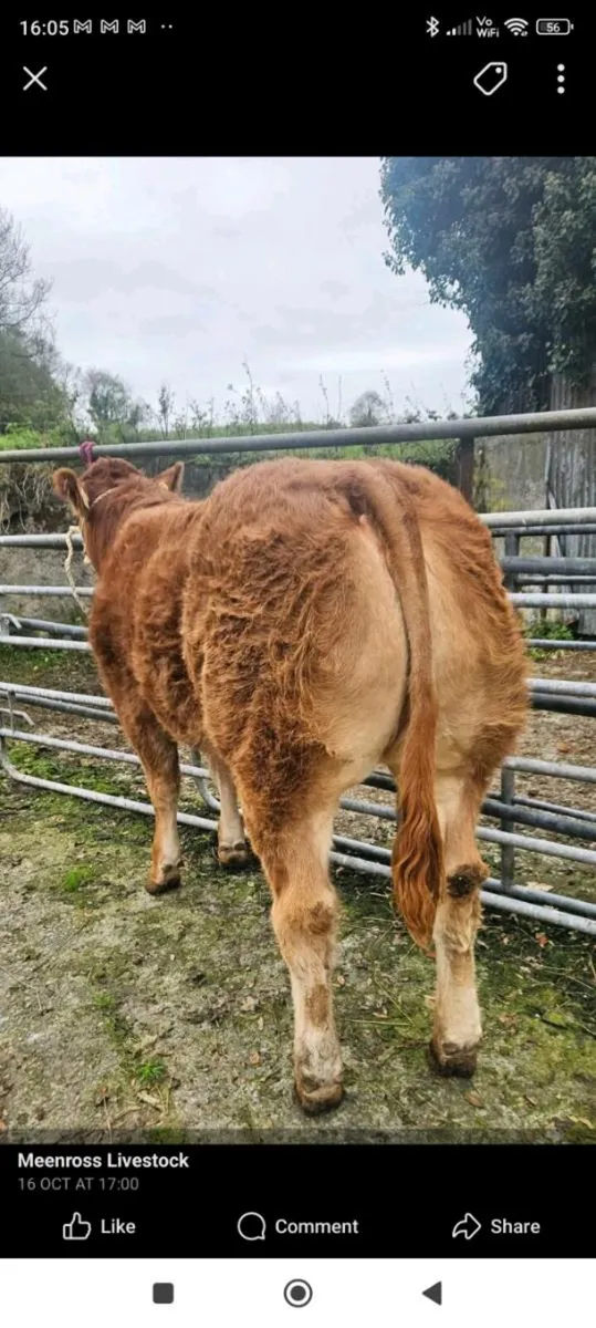 🔥Clare limousin club Annual Heifer Sale🔥 - Image 4