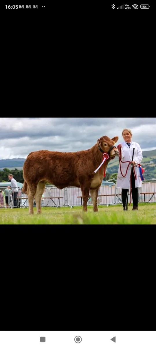 🔥Clare limousin club Annual Heifer Sale🔥 - Image 1