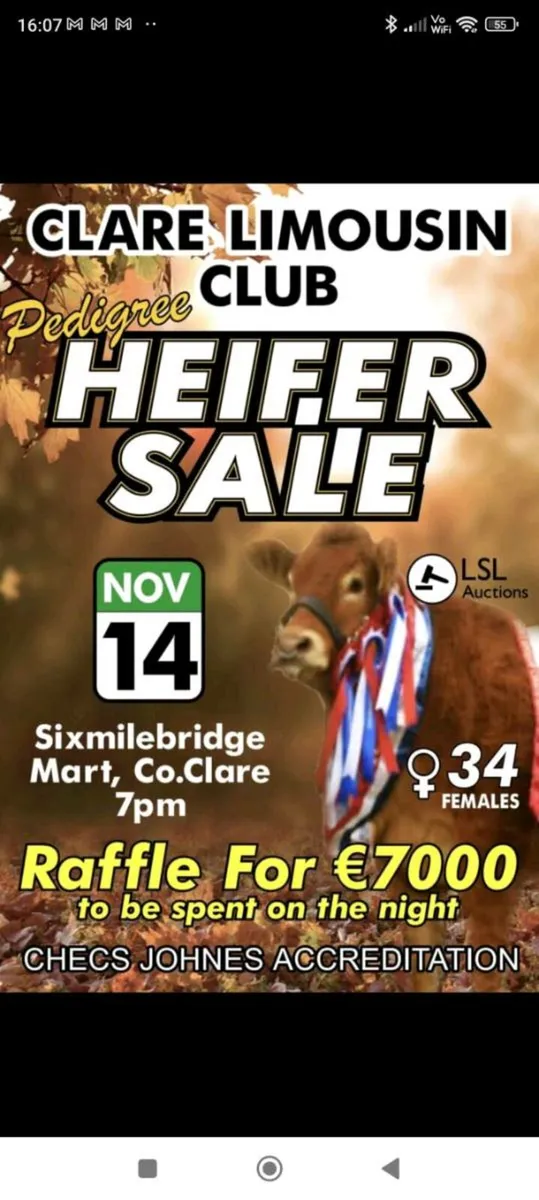 🔥Clare limousin club Annual Heifer Sale🔥 - Image 2