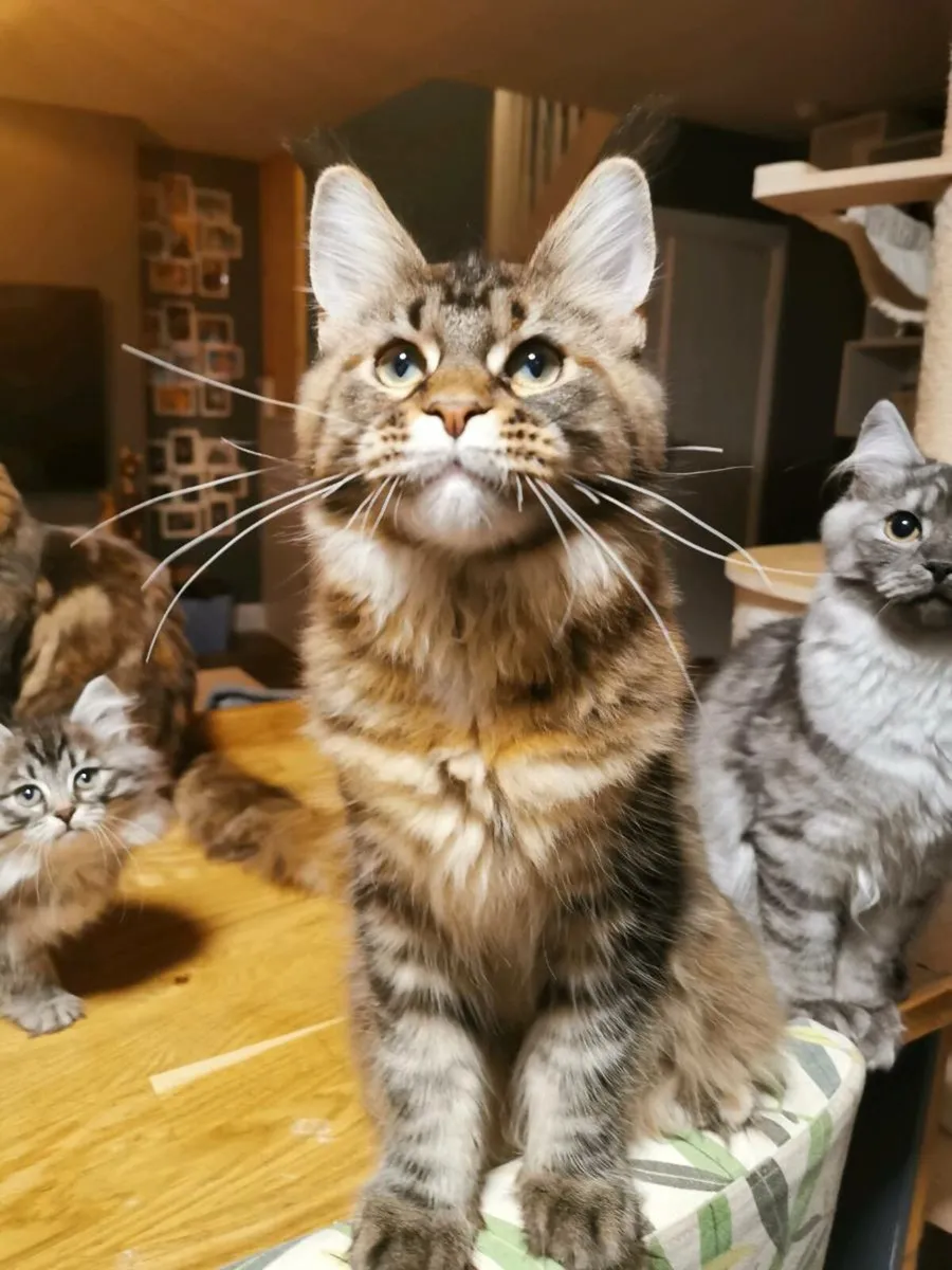 Pedigree and egistered maine coon kitten - Image 3