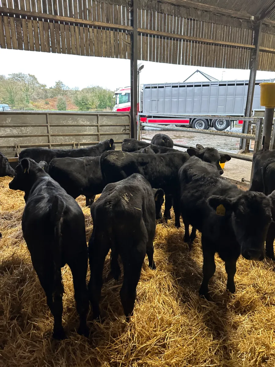 Angus bulls - Image 3