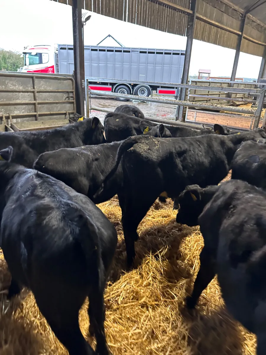 Angus bulls - Image 1