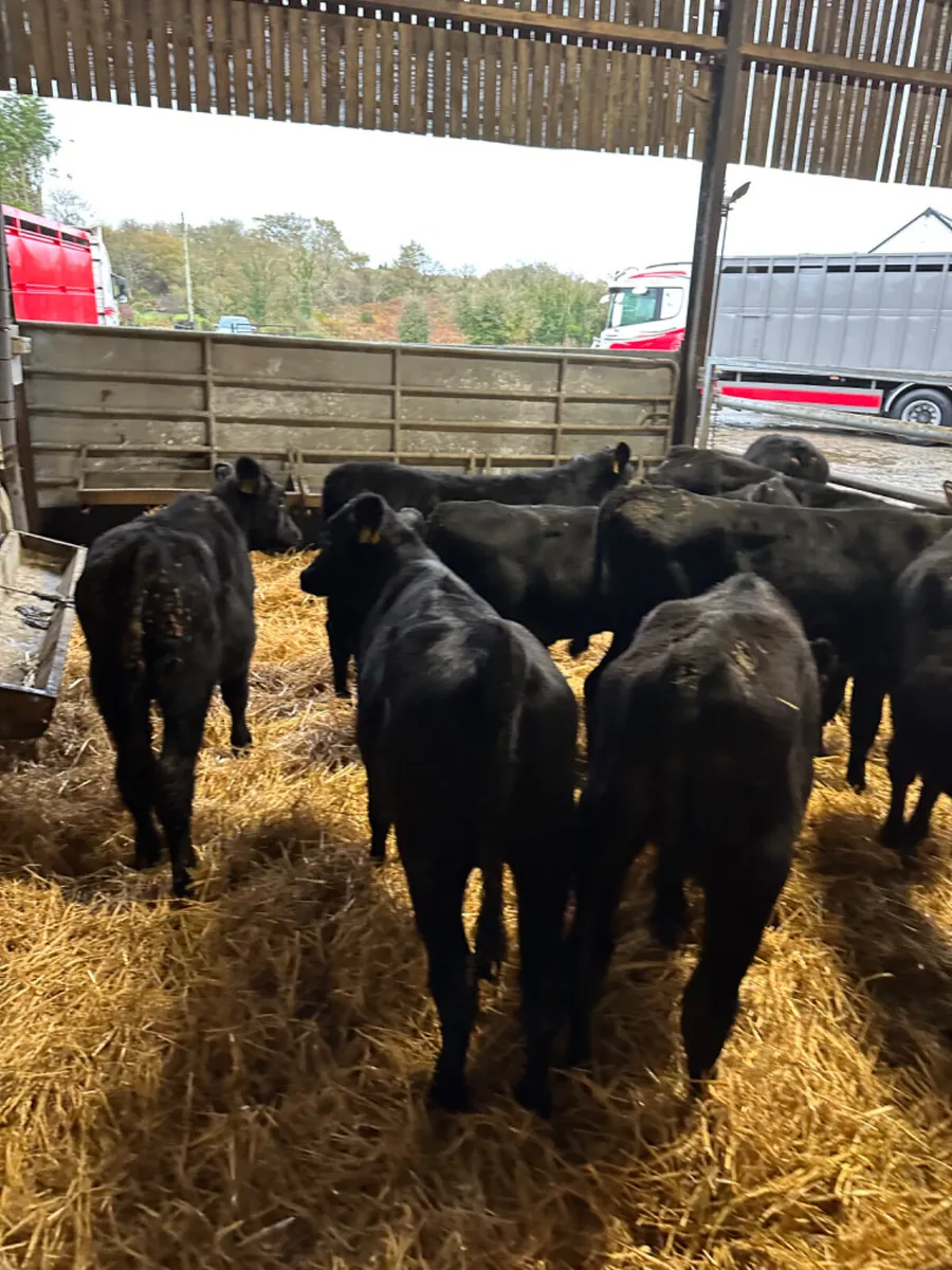 Angus bulls - Image 2