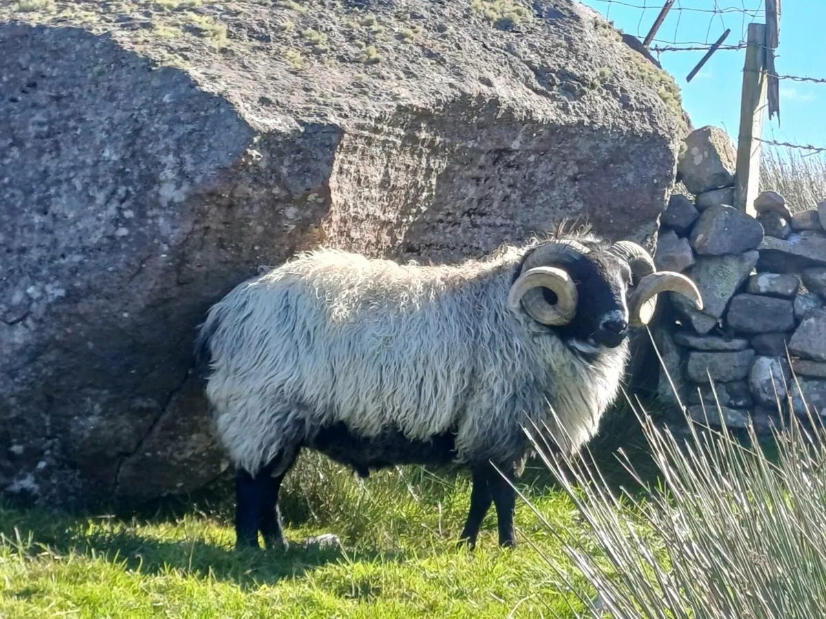 Mayo mountain ram - Image 2