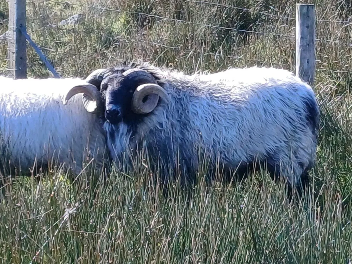 Mayo mountain ram - Image 1