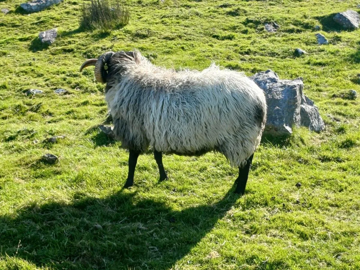 Mayo mountain ram - Image 3