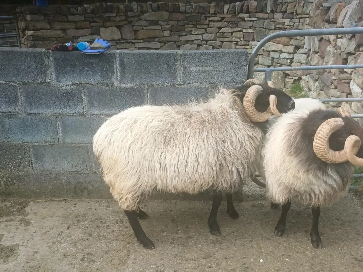 Mayo mountain ram - Image 4