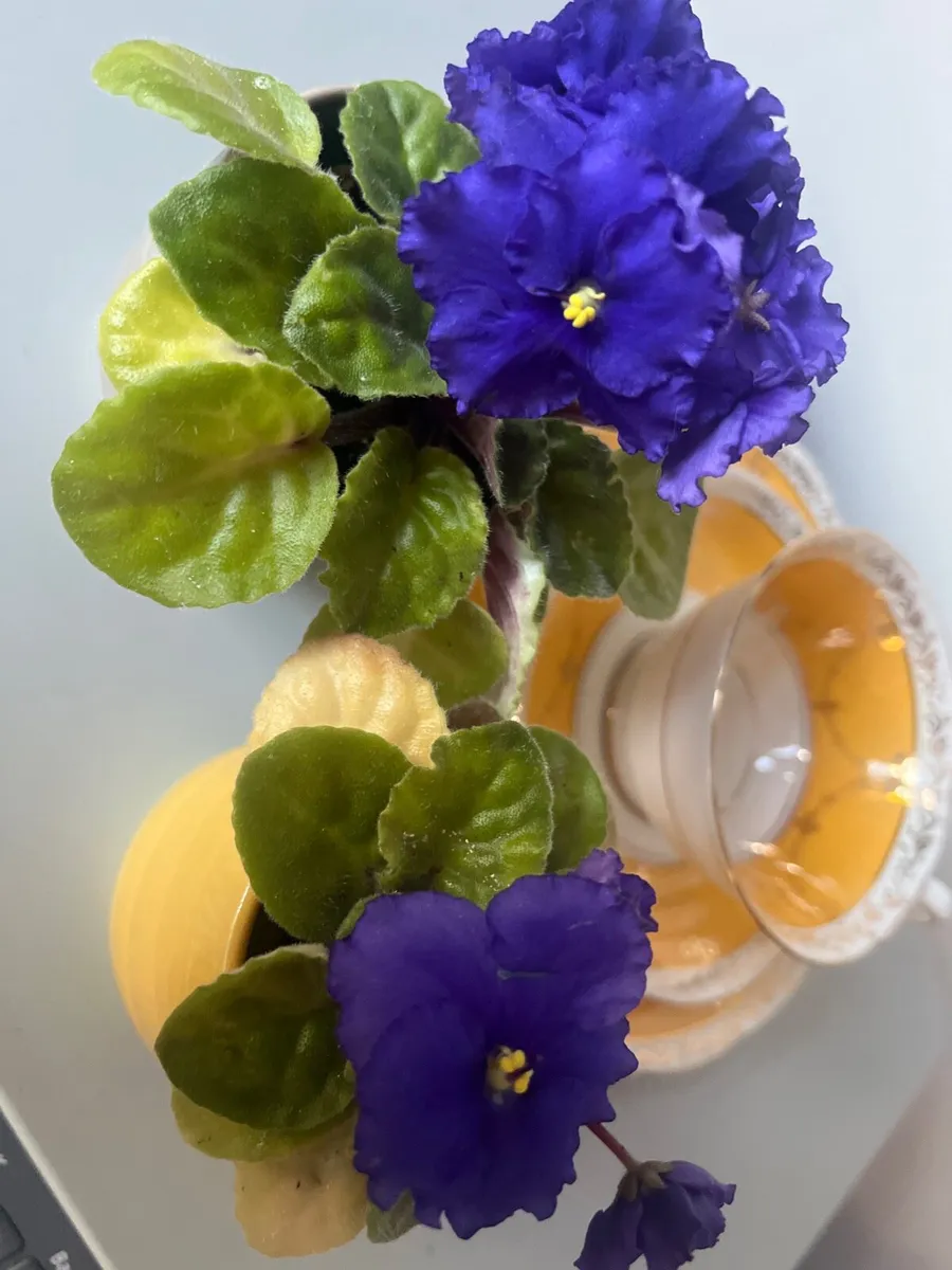 Viola plants with ceramic pots - Image 1