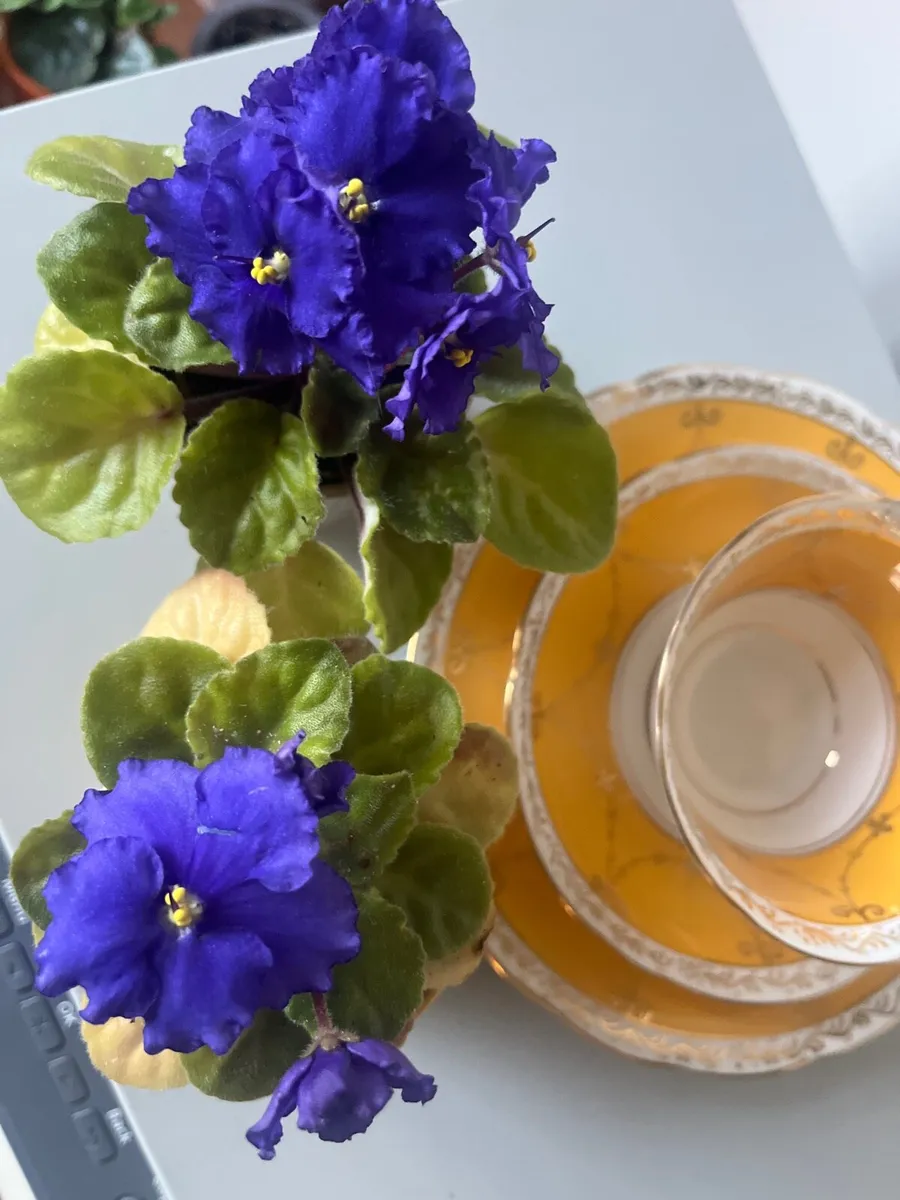 Viola plants with ceramic pots - Image 2