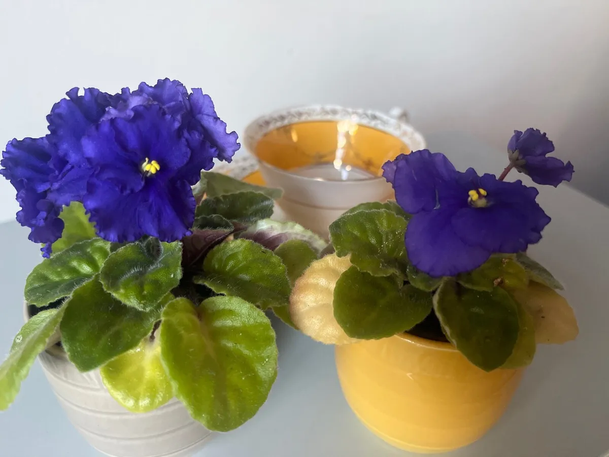 Viola plants with ceramic pots - Image 3