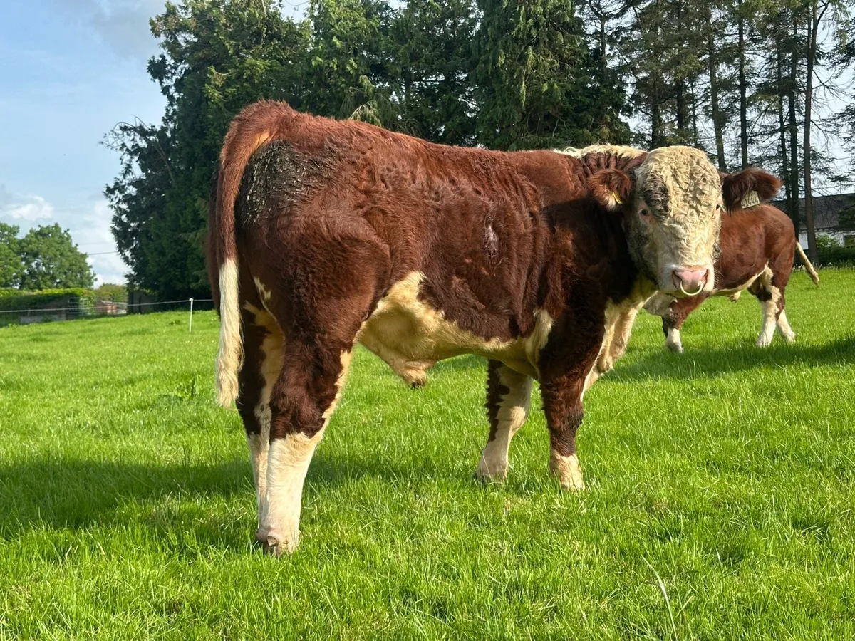 Hereford Bulls - Image 2