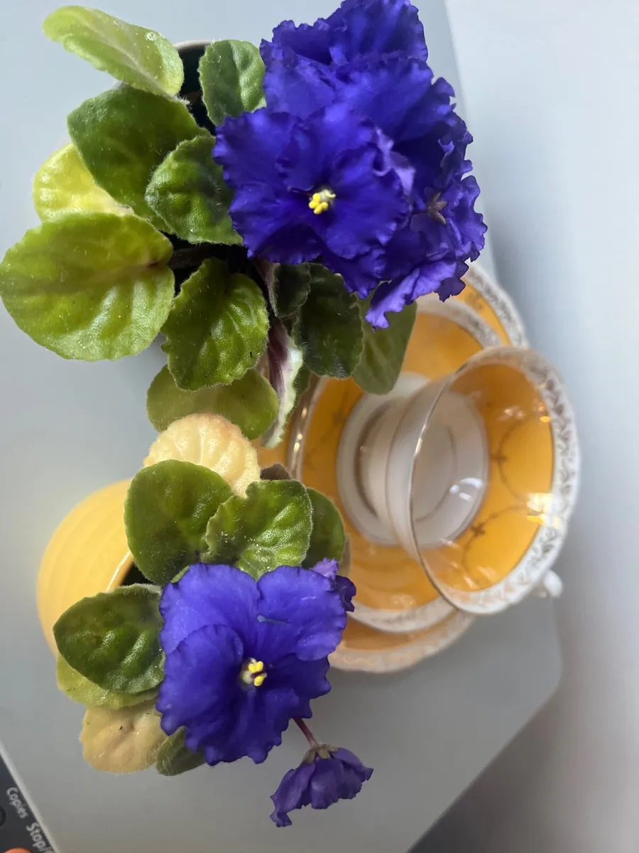 Viola plants with ceramic pots - Image 1