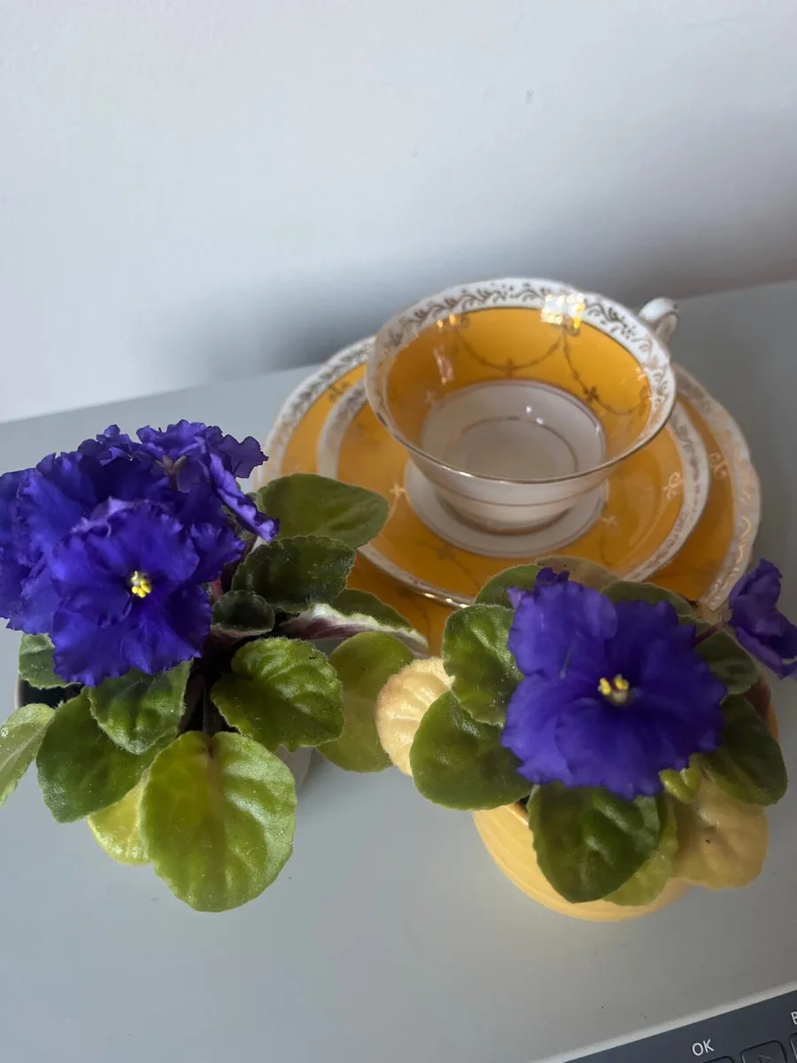 Viola plants with ceramic pots - Image 2