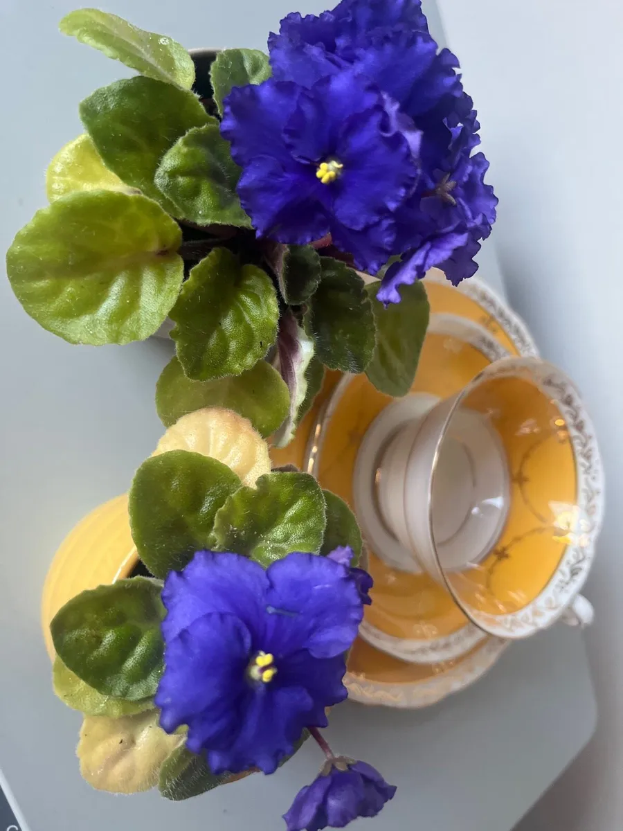 Viola plants with ceramic pots - Image 3