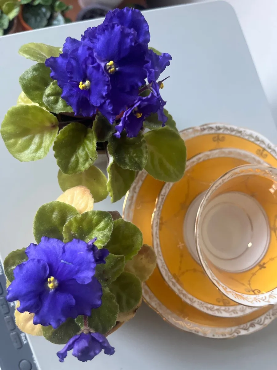 Viola plants with ceramic pots - Image 4