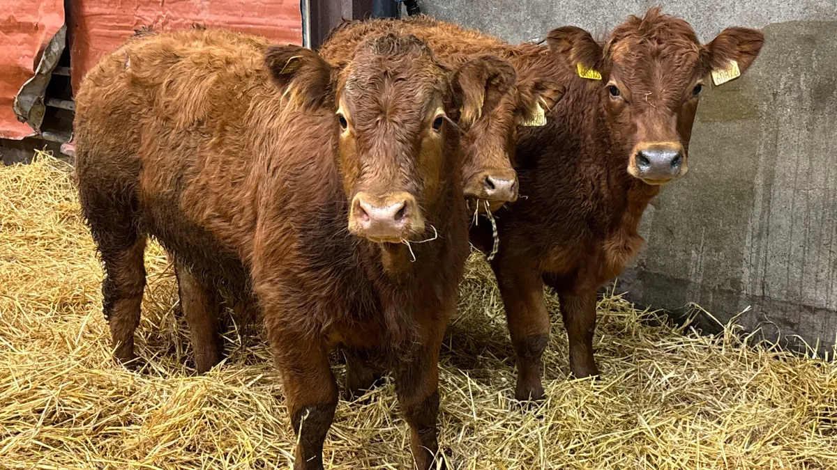 3 Quality Red Limousin Bull Wealings - Image 1