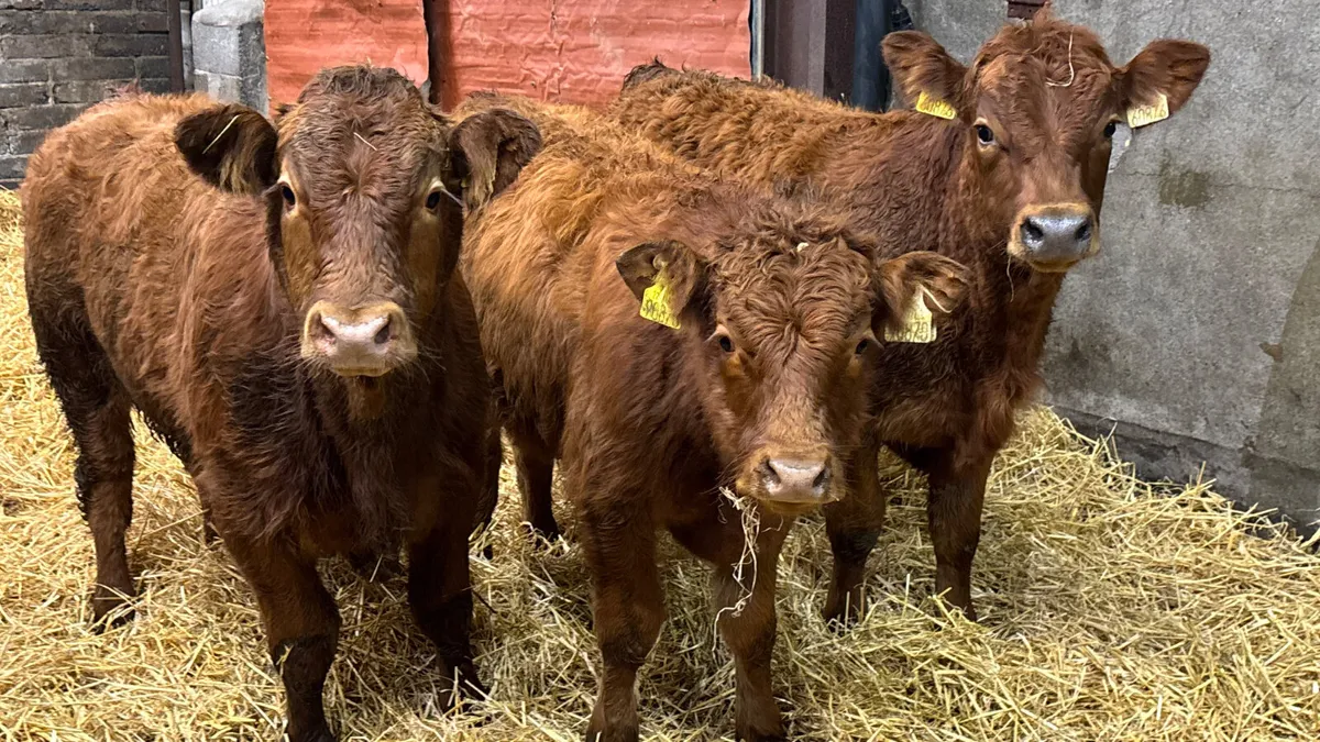 3 Quality Red Limousin Bull Wealings - Image 4