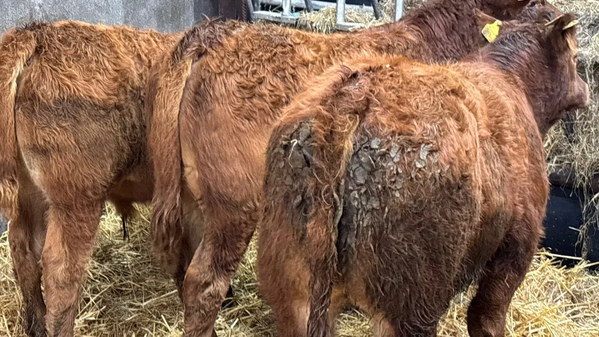 3 Quality Red Limousin Bull Wealings - Image 2