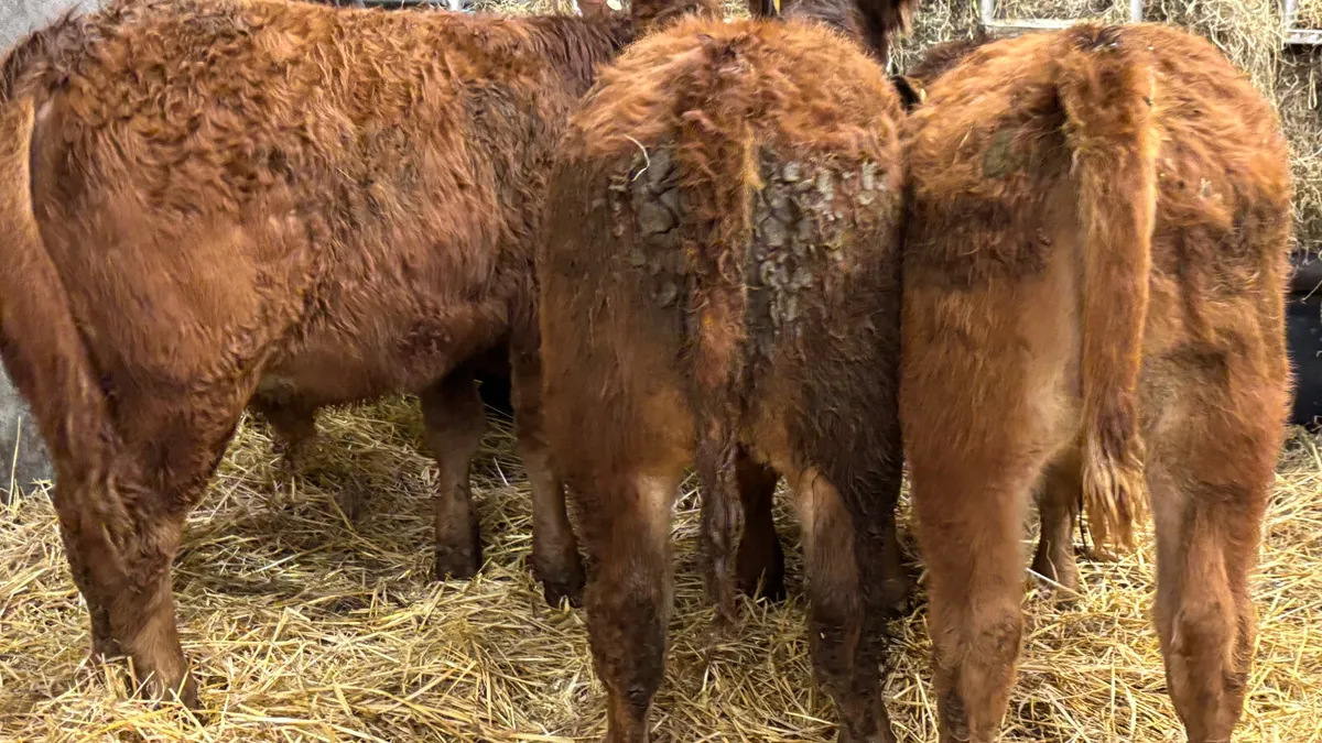 3 Quality Red Limousin Bull Wealings - Image 3