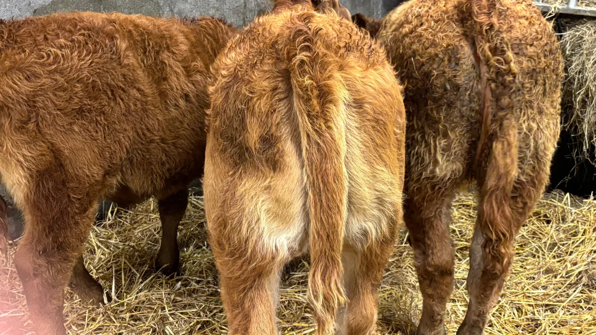 3 Limousin Heifer Wealings - Image 4
