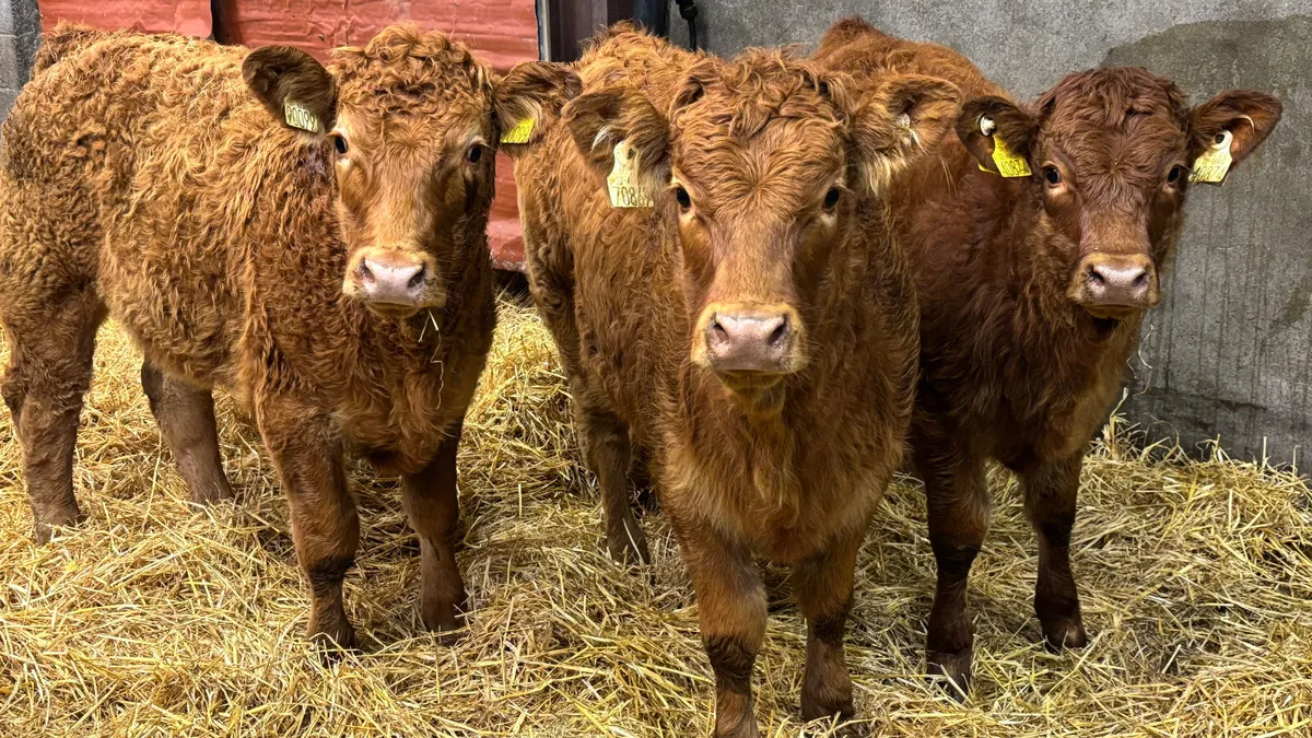 3 Limousin Heifer Wealings - Image 1