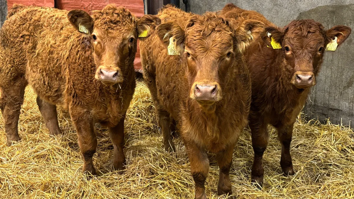3 Limousin Heifer Wealings - Image 3