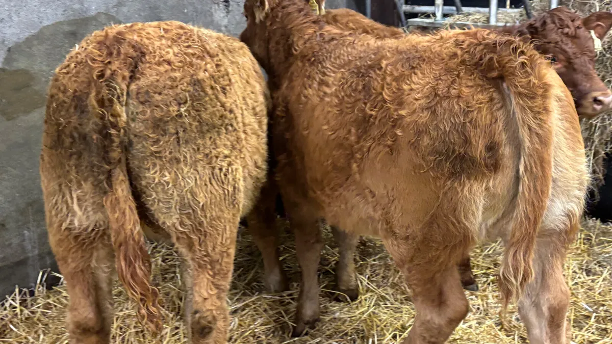 3 Limousin Heifer Wealings - Image 2