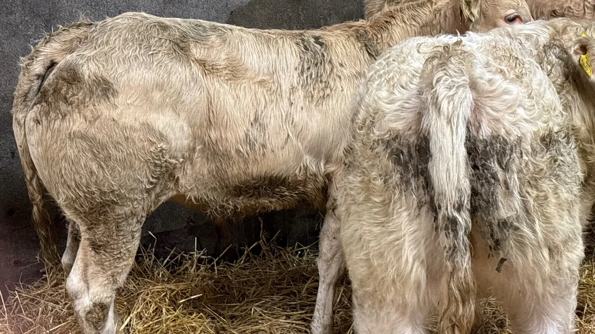 3 Super Charolais Bull Wealings - Image 2