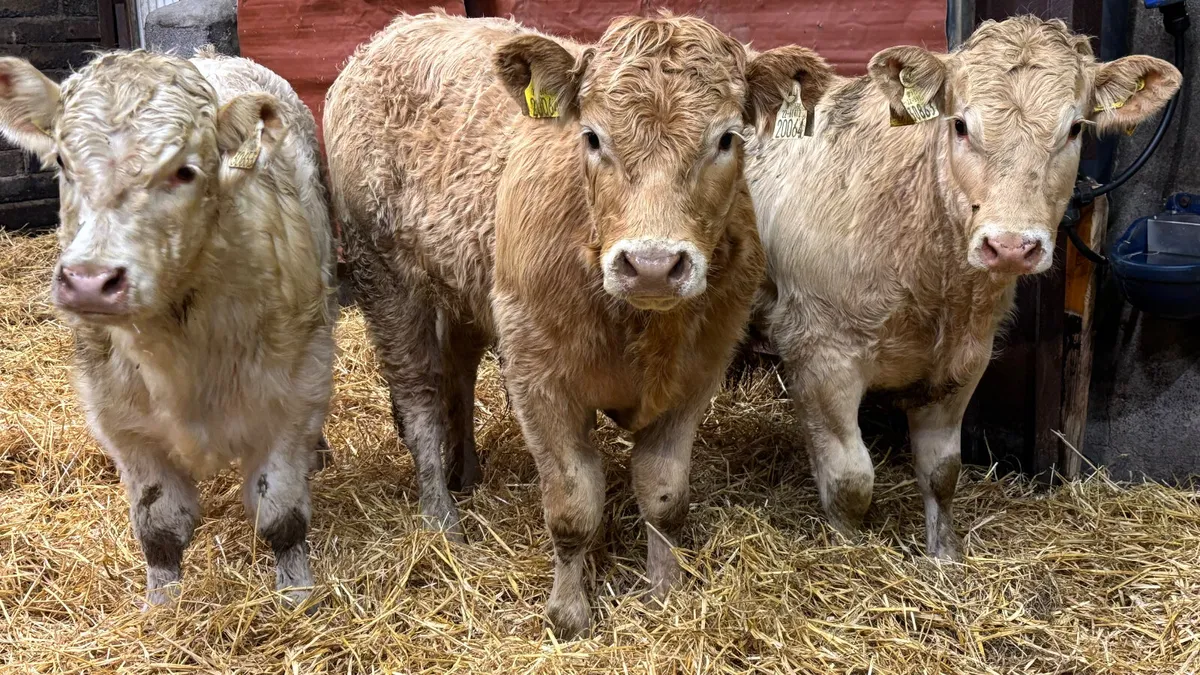 3 Super Charolais Bull Wealings - Image 4