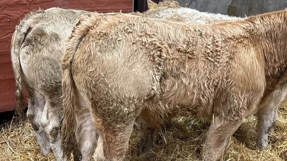 3 Super Charolais Bull Wealings - Image 3