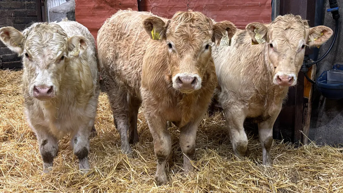 3 Super Charolais Bull Wealings - Image 1