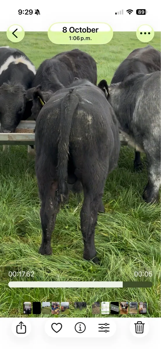 Angus .. Bb ..  Lm .. Bulls and Heifers - Image 1
