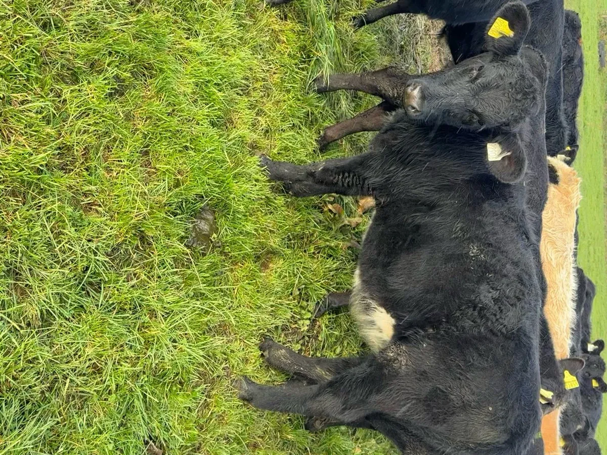 Angus .. Bb ..  Lm .. Bulls and Heifers - Image 2