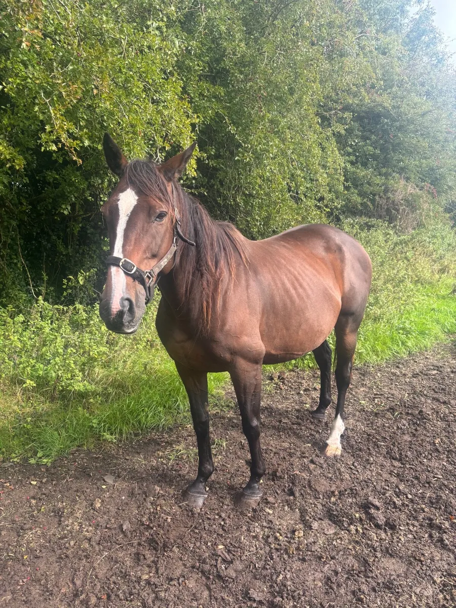 Horse - Image 2
