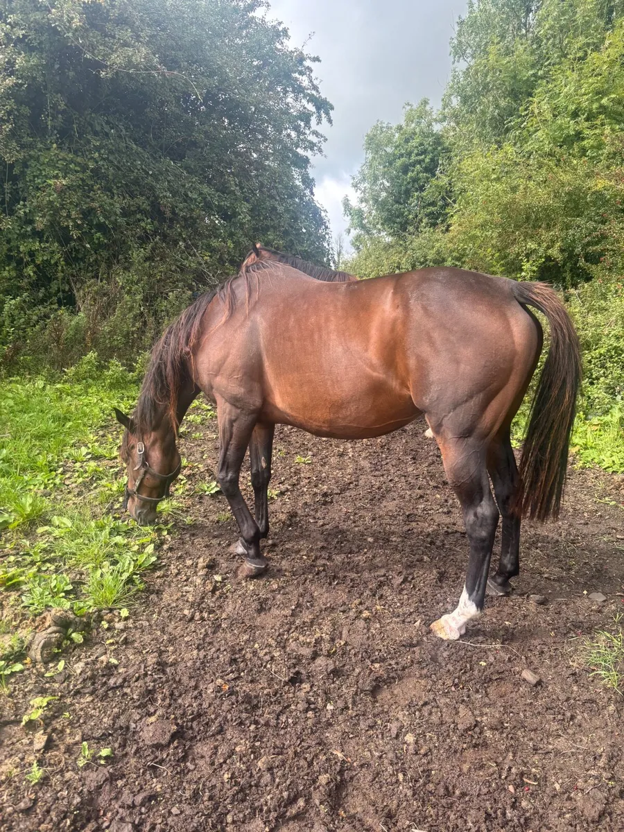 Horse - Image 3