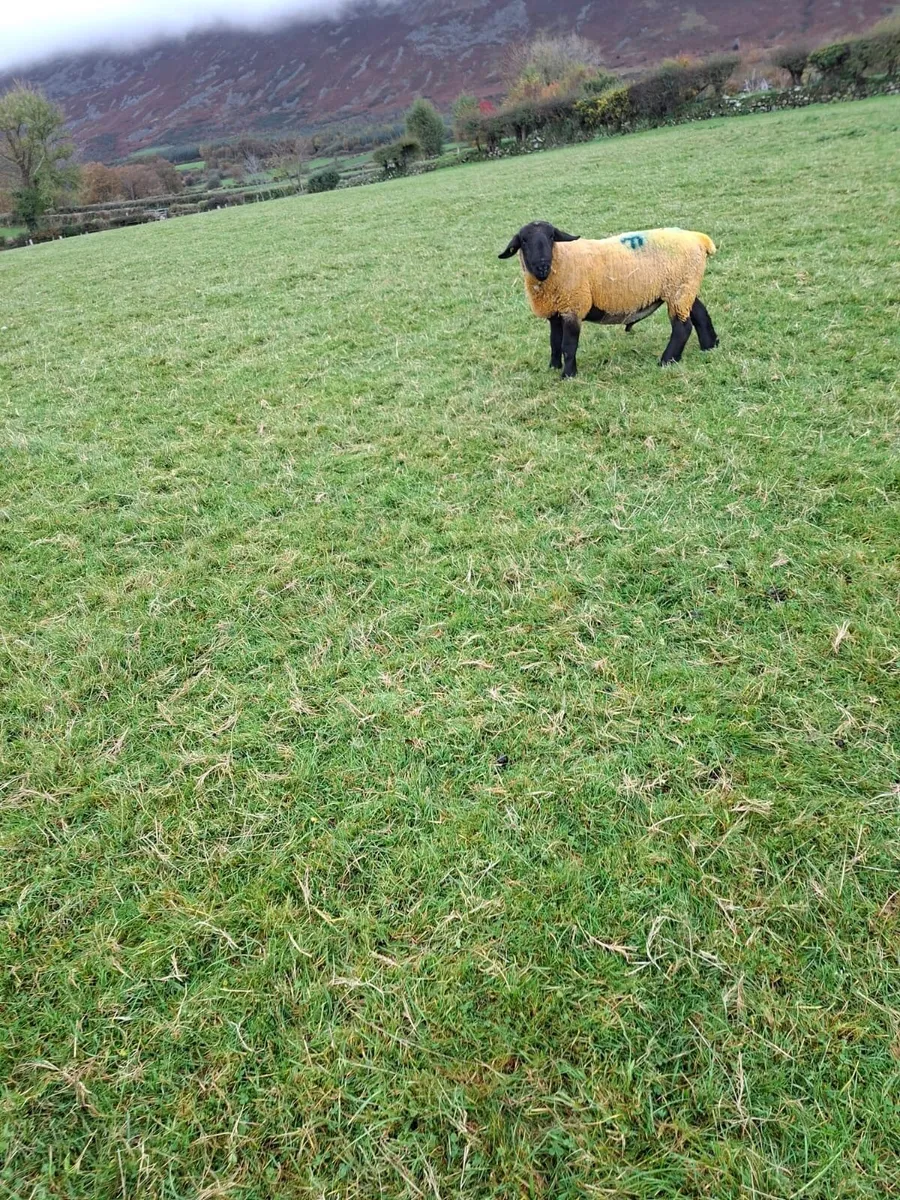 Suffolk Ram for sale - Image 1