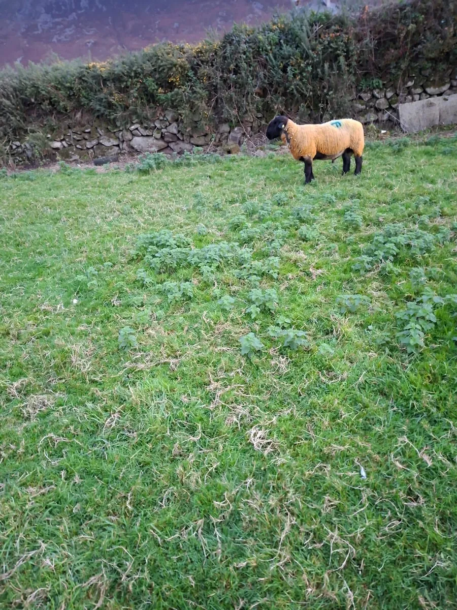 Suffolk Ram for sale - Image 2