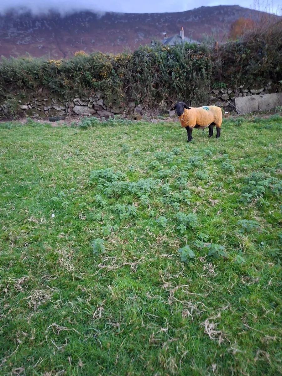 Suffolk Ram for sale - Image 3