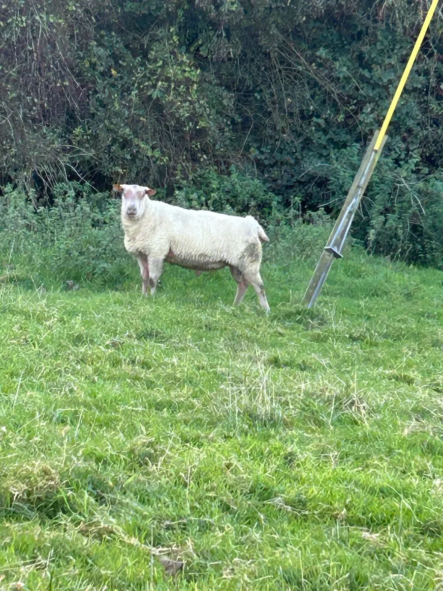 3 year old Pedigree Rouge Ram - Image 1